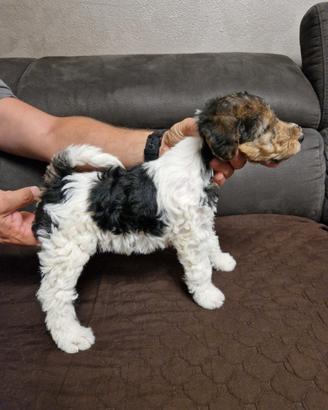 Fox Terrier