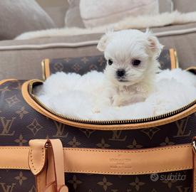Maltese teacup femmina
