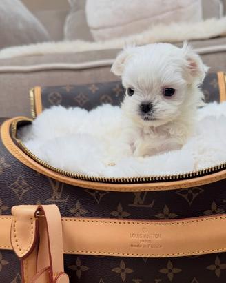 Maltese teacup femmina