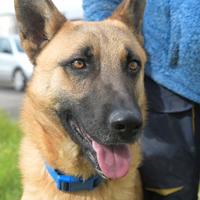 Spencer , simil pastore