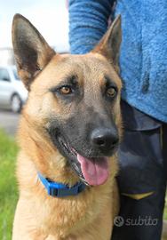 Spencer , simil pastore