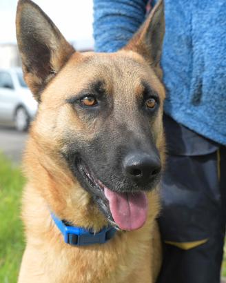 Spencer , simil pastore