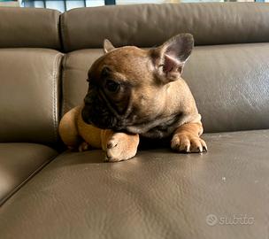 Cuccioli di bulldog francese Red