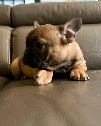 Cuccioli di bulldog francese Red