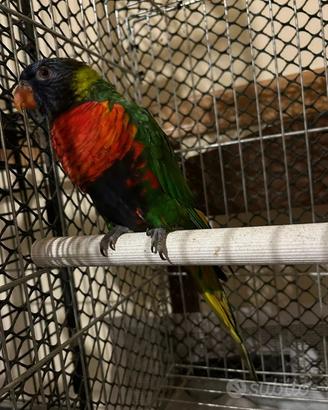 Lory Arcobaleno