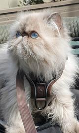 Gatto persiano