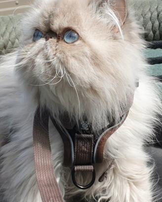 Gatto persiano