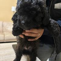 Cuccioli disponibili