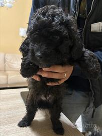 Cuccioli disponibili