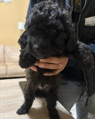 Cuccioli disponibili