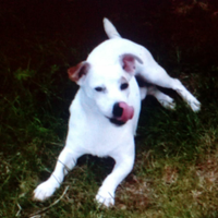Jack russell