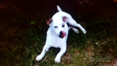 Jack russell