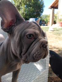 Cucciola bulldog francese exotic velvet