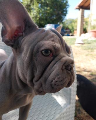 Cucciola bulldog francese exotic velvet