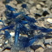 Neocaridina Davidi Blue Dream