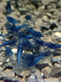 Neocaridina Davidi Blue Dream