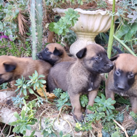 Cuccioli Pastore Belga Malinois in Campania