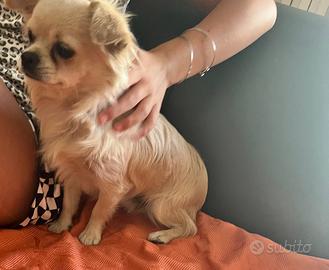 Coppia di chihuahua