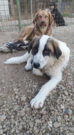 Cani cucccioli in adozione