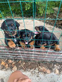 Cuccioli Rottweiler