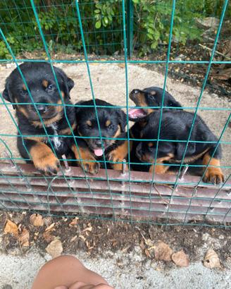 Cuccioli Rottweiler