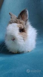 Stupendo cucciolo coniglio nano angora