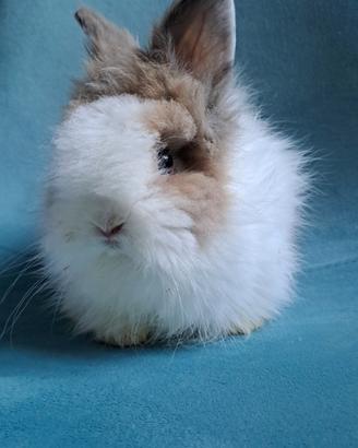 Stupendo cucciolo coniglio nano angora