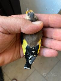 Cardellina nostrana