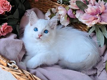 Gattino RAGDOLL speciale