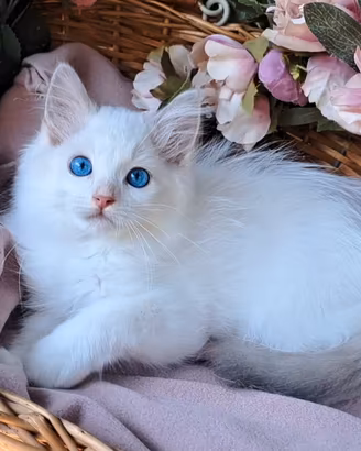 Gattino RAGDOLL speciale