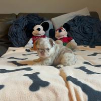Bulldog francese fluffy di altissimo livello