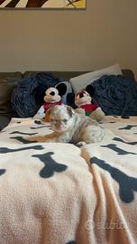 Bulldog francese fluffy di altissimo livello