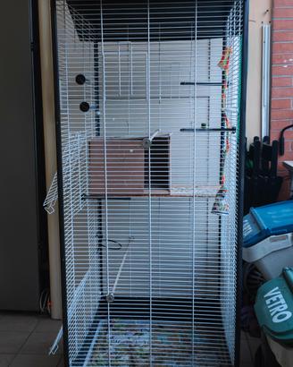 Gabbia, voliera, pappagalli, uccelli,inseparabili.