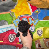 Barboncino toy nero 2 maschi