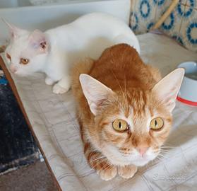 Gattini bianchi e rossi