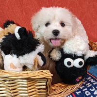 Cuccioli maltese Toy europeo 60gg