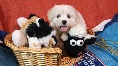 Cuccioli maltese Toy europeo 60gg