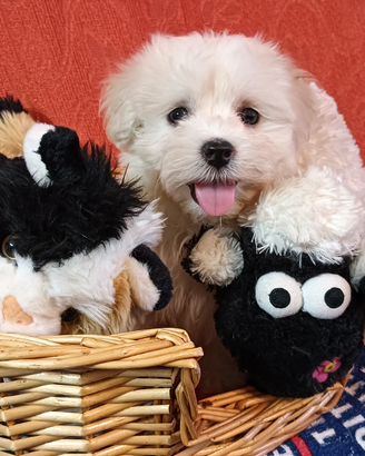 Cuccioli maltese Toy europeo 60gg