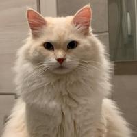 Monta siberiano con pedigree AGI ? Certificato