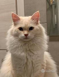 Monta siberiano con pedigree AGI ? Certificato