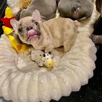 Bulldog francesi Blu