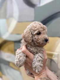 Cuccioli di barboncino