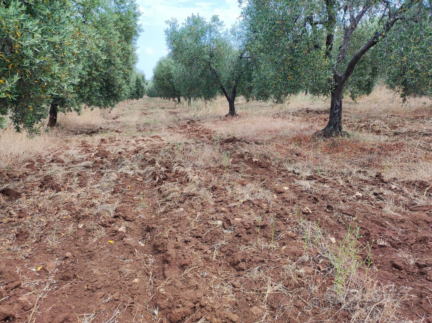 Terreno uliveto vicino al mare - Vista 5