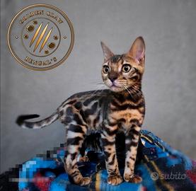 Cuccioli Bengala 4 mesi - Pedigree e vaccinati