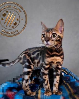 Gatto del Bengala Pedigree