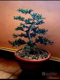 Pre Bonsai Olmo Chinensis 