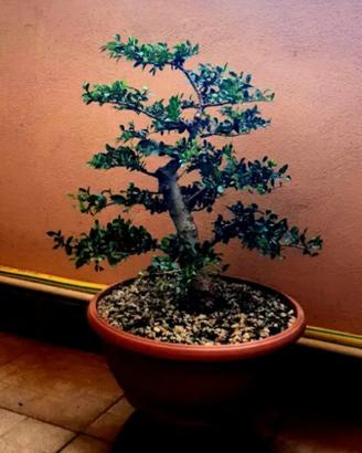 Pre Bonsai Olmo Chinensis 