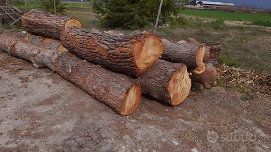 Tronchi di pino secco