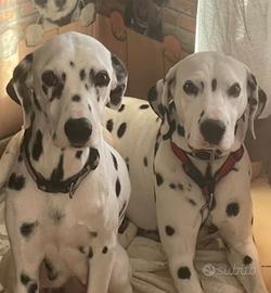 Dalmata