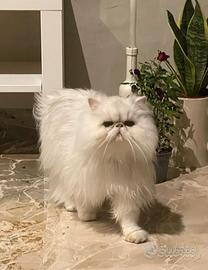 Gatto Persiano